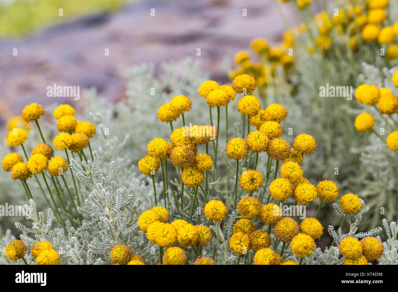 Fleurs Champ/buttercup. fleur jaune/spring background Banque D'Images