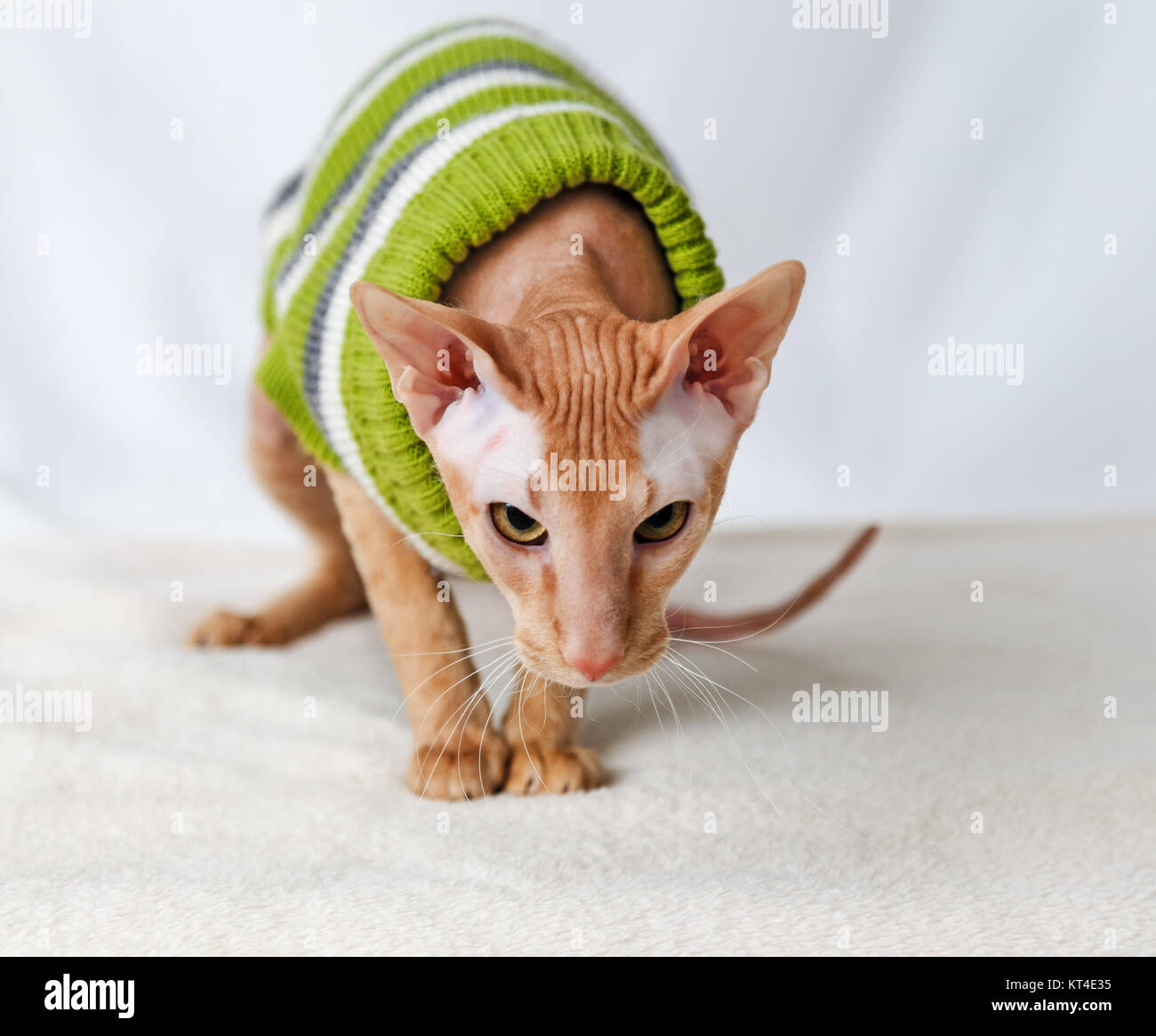 Les races de chats Pererbold Banque D'Images