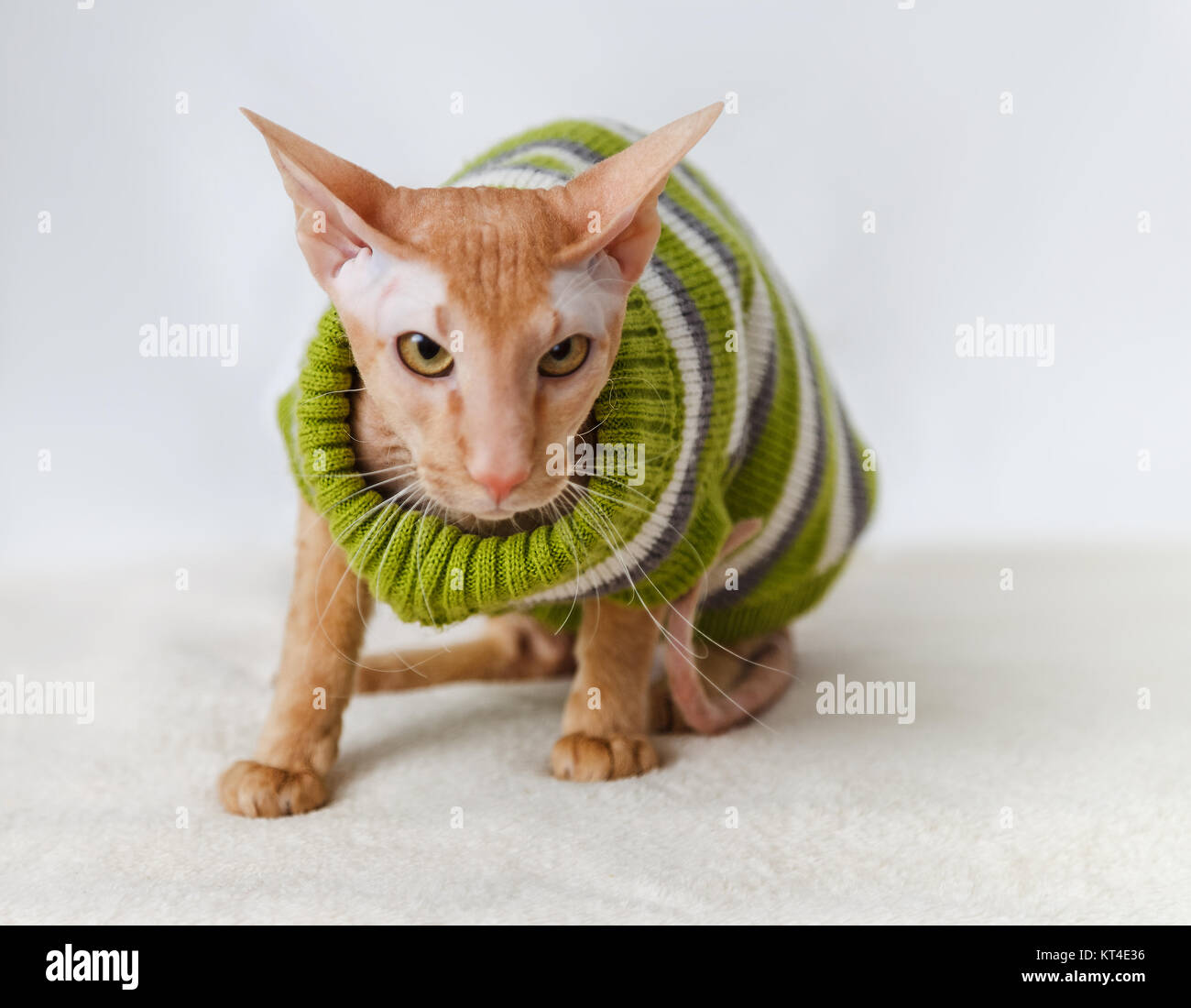 Les races de chats Pererbold Banque D'Images