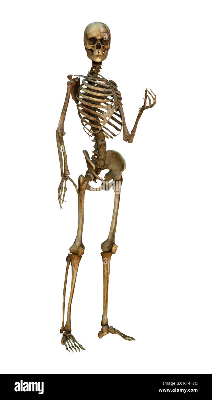 Le Rendu 3D Human Skeleton on White Banque D'Images