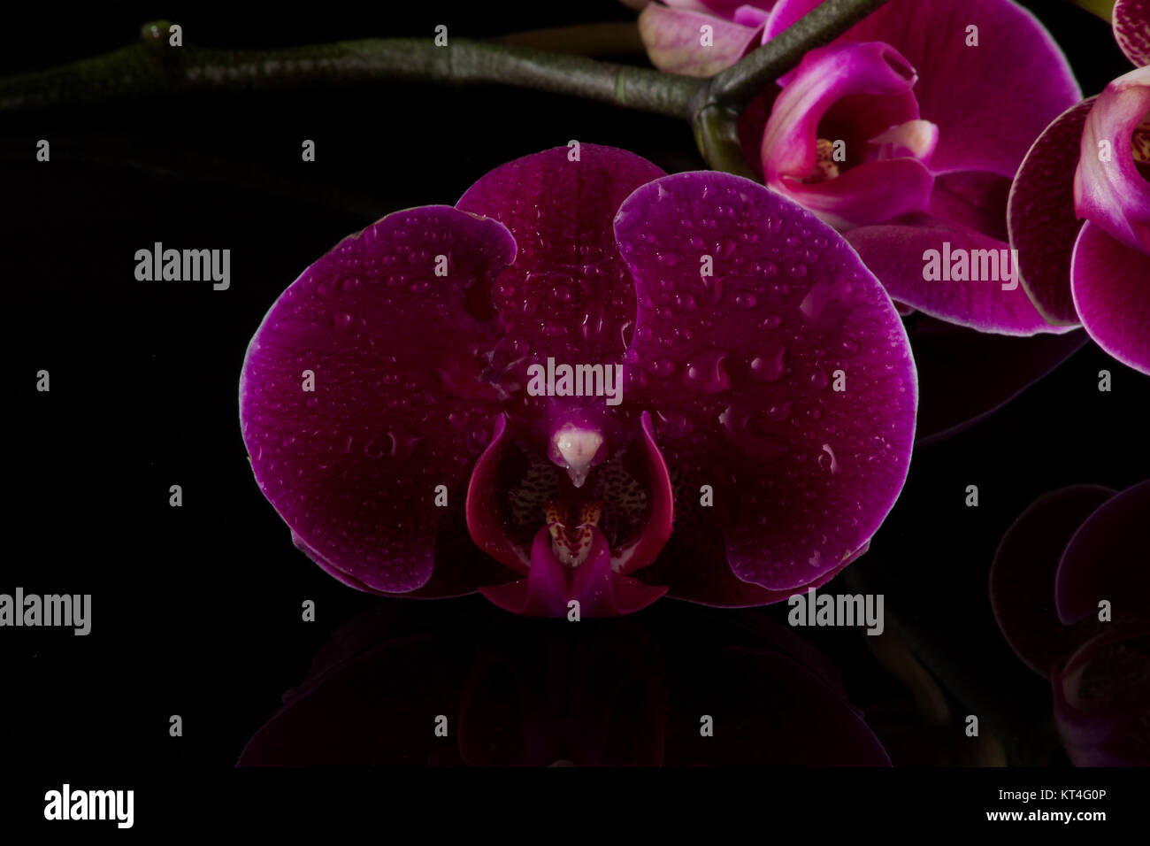 Orchidées rouges avec de l'eau reflet et gouttes d'eau Banque D'Images