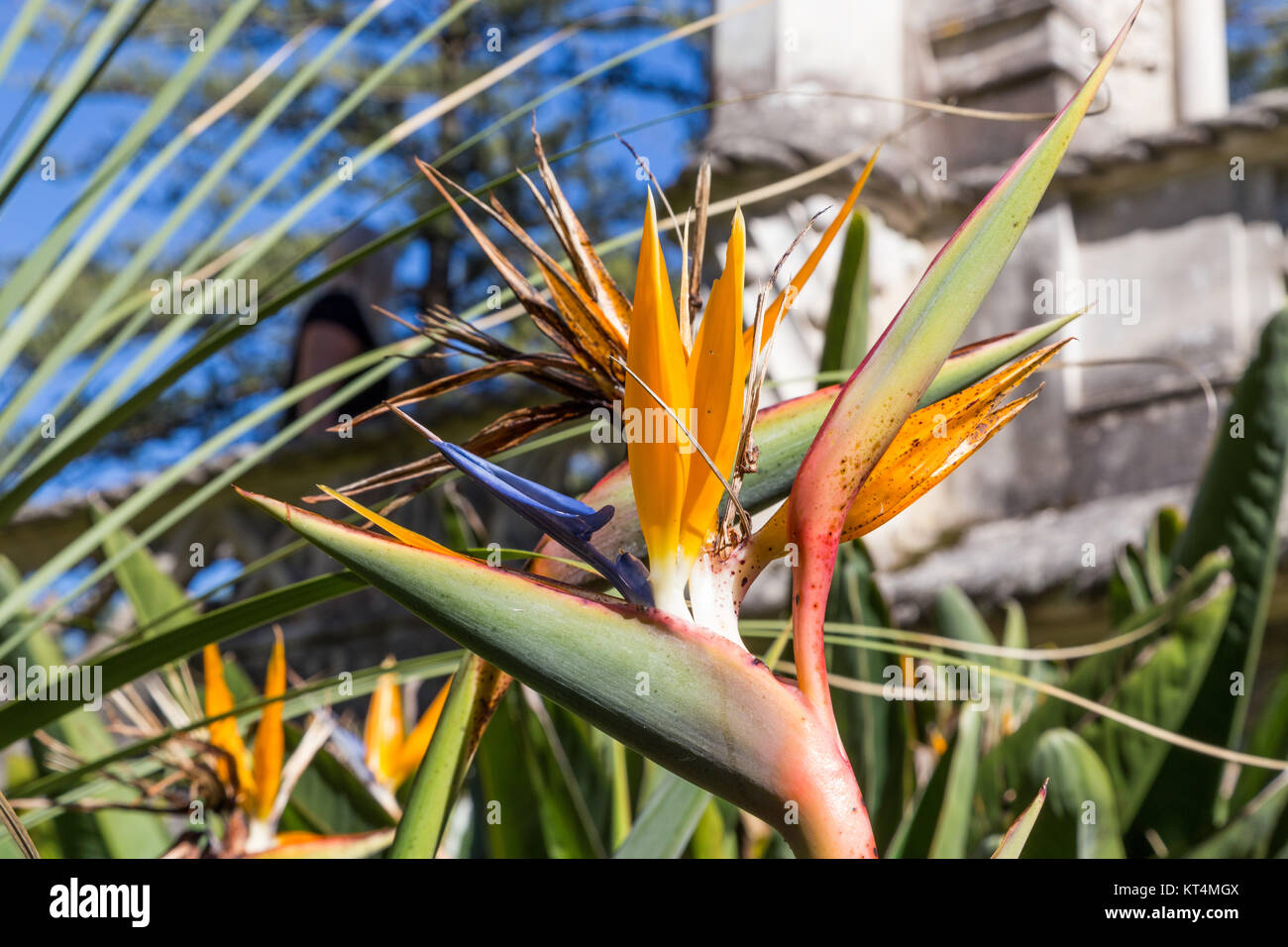 Strelitzia ou oiseau de paradis fleur en portugal Banque D'Images