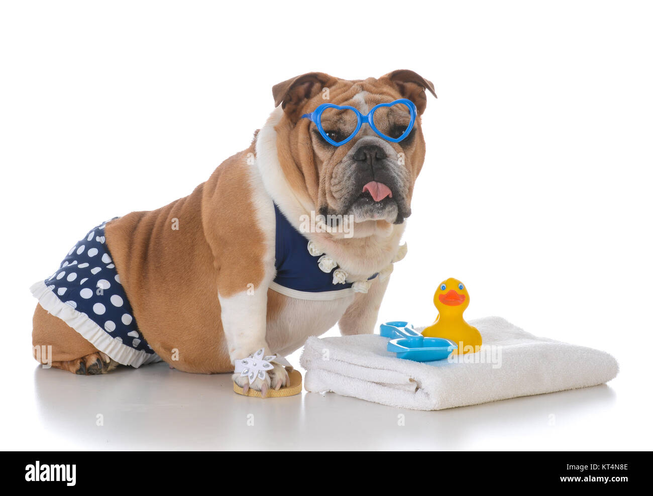 Bulldog portant un bikini à pois sur fond blanc Banque D'Images