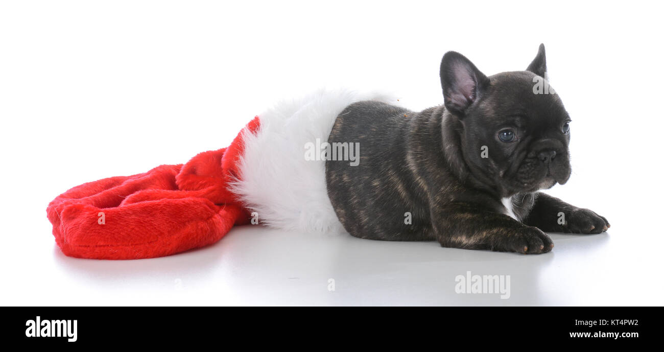 Cinq semaines de bouledogue français à l'intérieur d'un bas de Noël sur fond blanc Banque D'Images