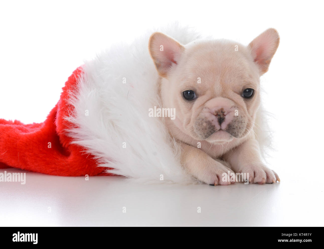 Semaine quatre vieux bouledogue français à l'intérieur d'un bas de Noël sur fond blanc Banque D'Images