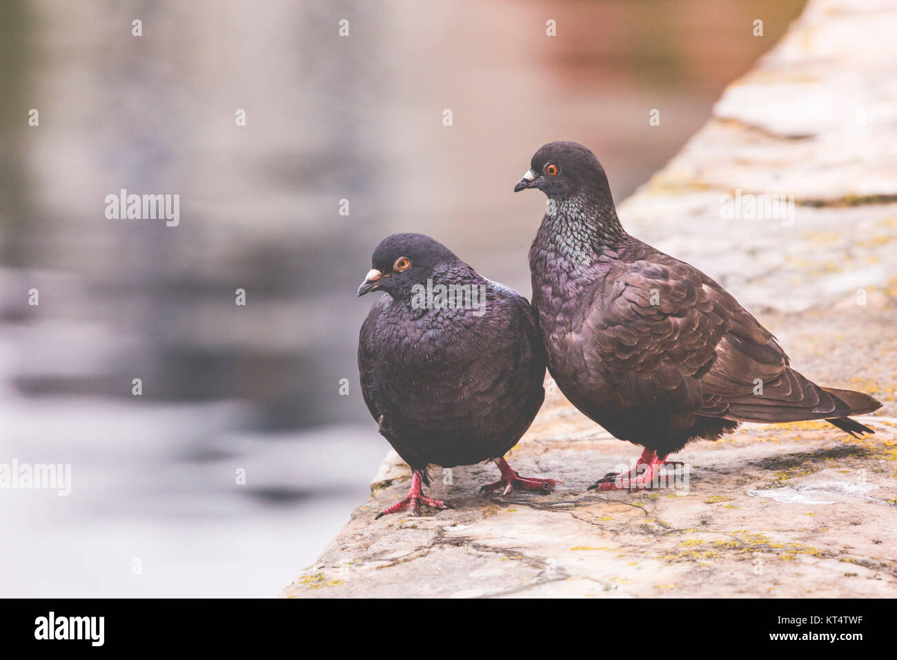 Deux pigeons sur un poteau de bois montrer mon affection l'un envers l'autre Banque D'Images