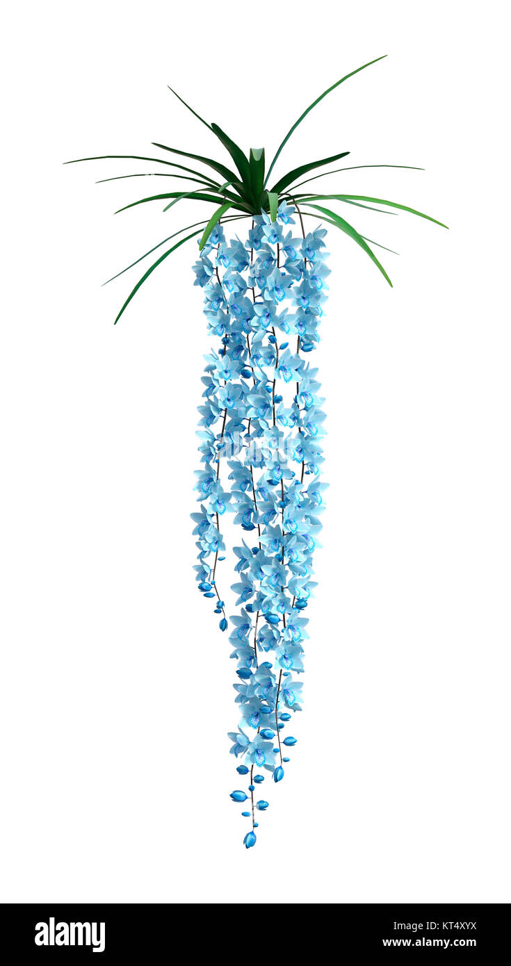 Le Rendu 3D Wild Orchid Flowers on White Banque D'Images