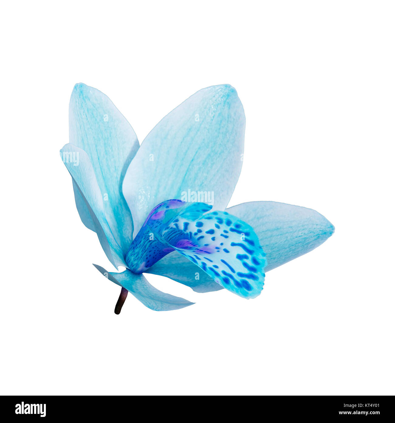 Le Rendu 3D Wild Orchid Flower on White Banque D'Images
