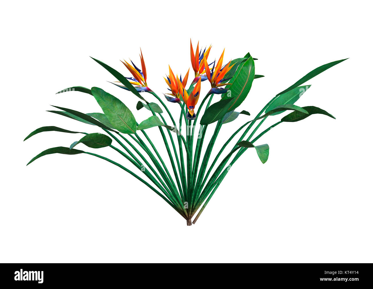 Strelitzia Rendu 3D on White Banque D'Images