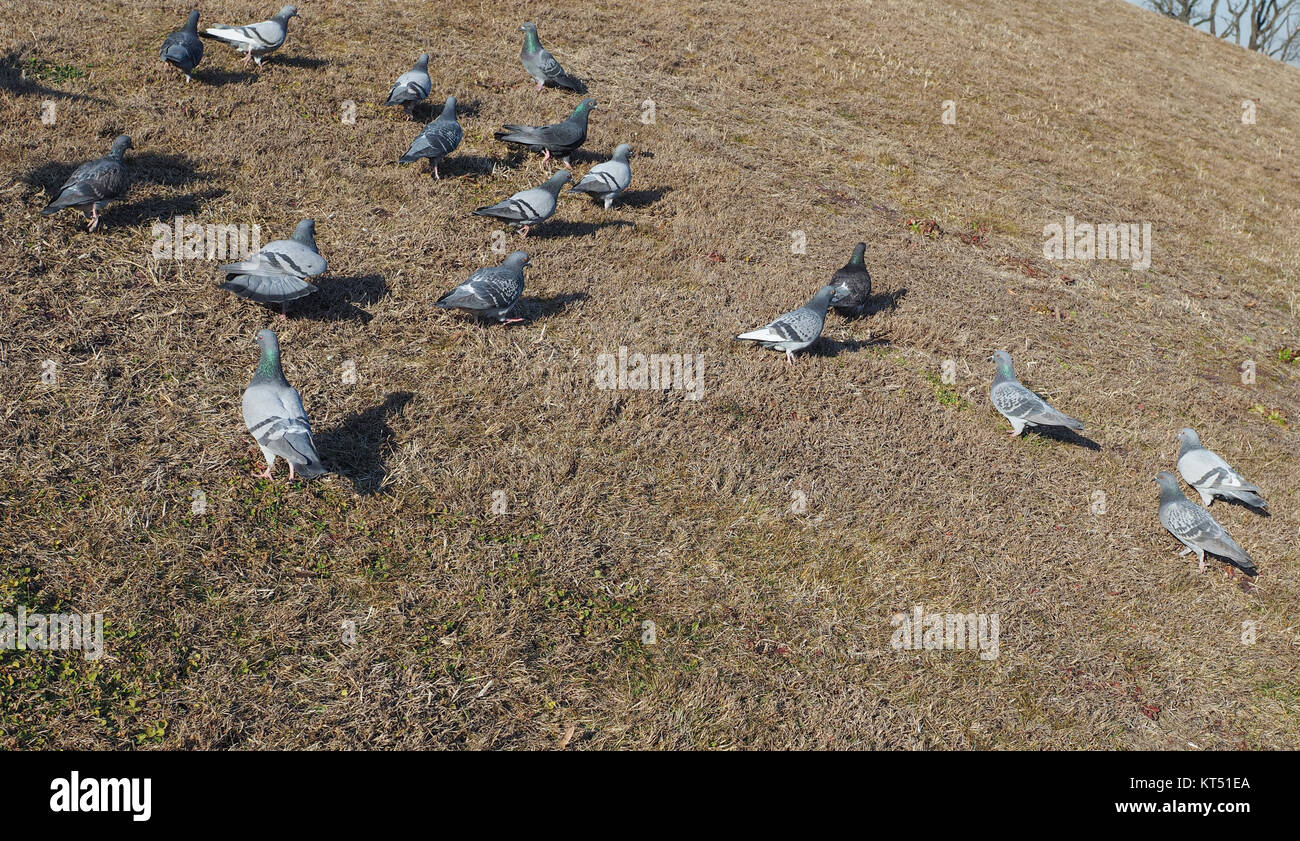 Animal Oiseau Pigeon dans l'herbe Banque D'Images
