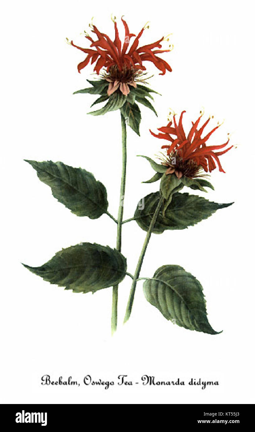 Cette illustration botanique de Mary Vaux Walcott présente Monarda didyma, communément appelé baume d'abeille. L'œuvre met en valeur les fleurs rouges distinctives et les qualités aromatiques de la plante, souvent appréciées pour des usages médicinaux et son rôle dans l'attraction des pollinisateurs. Banque D'Images