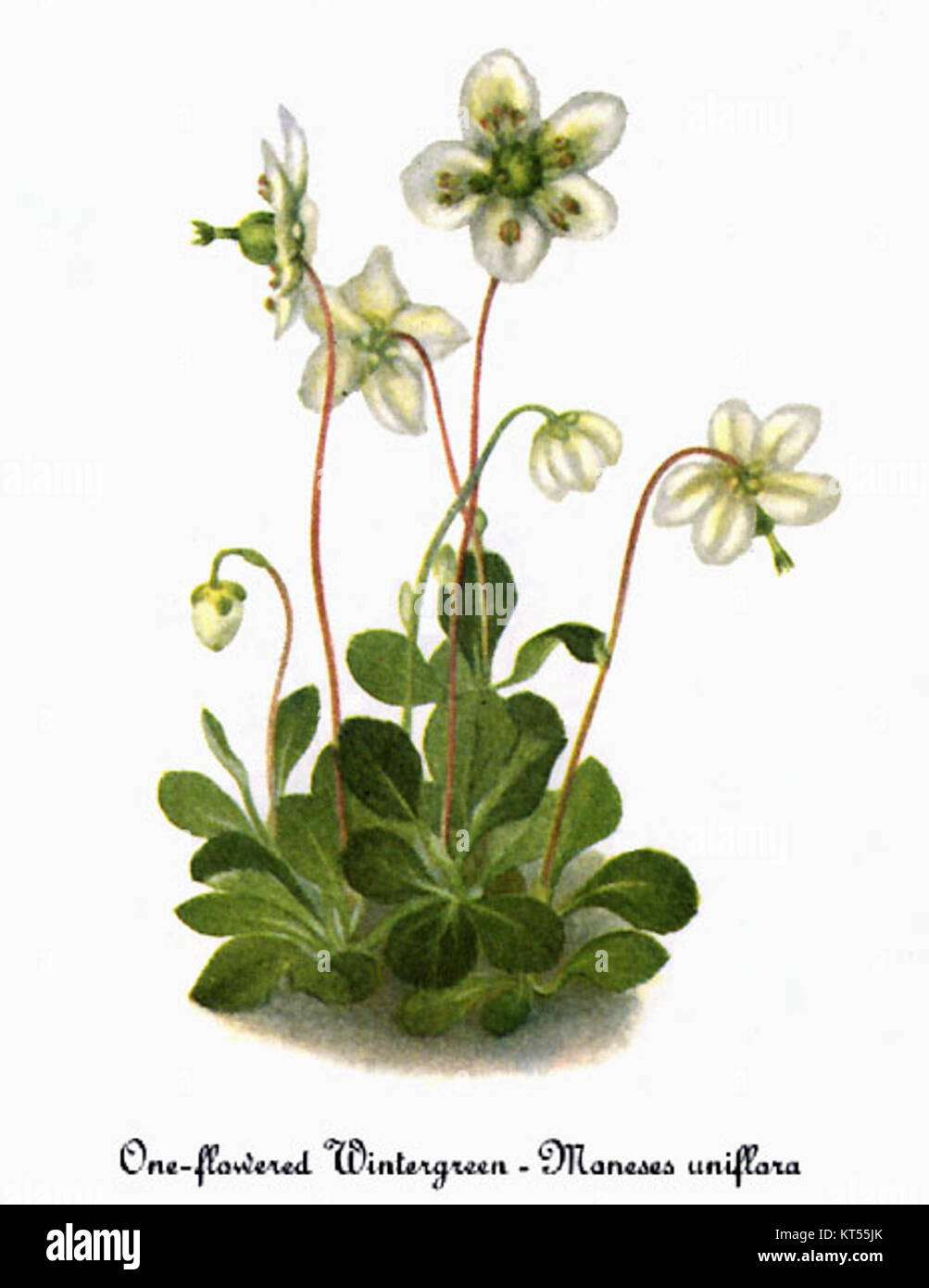 Moneses uniflora, une espèce végétale illustrée par Mary Vaux Walcott, est connue pour ses fleurs blanches délicates et ses caractéristiques botaniques uniques. Le dessin détaillé de Walcott capture la beauté de la plante et son importance scientifique. Banque D'Images