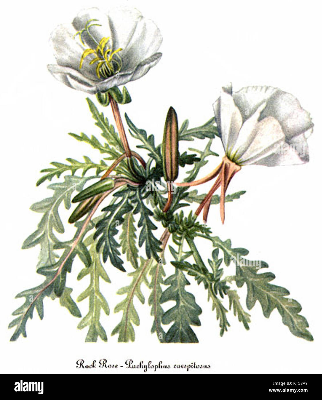 Illustration botanique de *Oenothera caespitosa*, communément appelée onagre touffetée, créée par Mary Vaux Walcott. L'illustration représente les fleurs et le feuillage de la plante dans les moindres détails. Banque D'Images