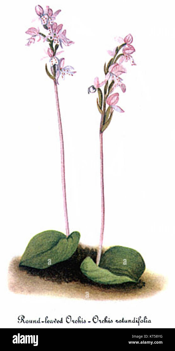 'Amerorchis rotundifolia' est une espèce d'orchidée, illustrée par Mary Vaux Walcott. L'illustration capture la beauté délicate de cette fleur, contribuant à la connaissance botanique et à la documentation des espèces végétales. Banque D'Images