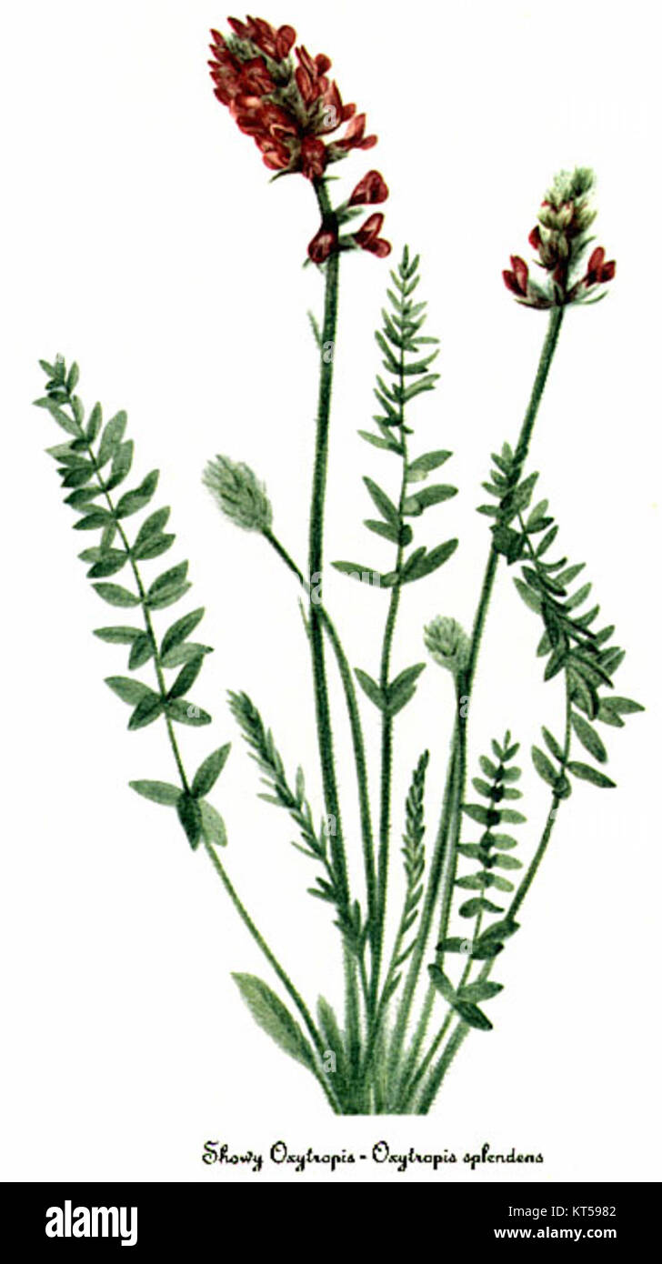 Oxytropis splendens, une espèce de plante à fleurs, est capturée dans cette illustration botanique de Mary Vaux Walcott. L'image détaille les caractéristiques distinctives de la plante et sa contribution aux études botaniques. Banque D'Images
