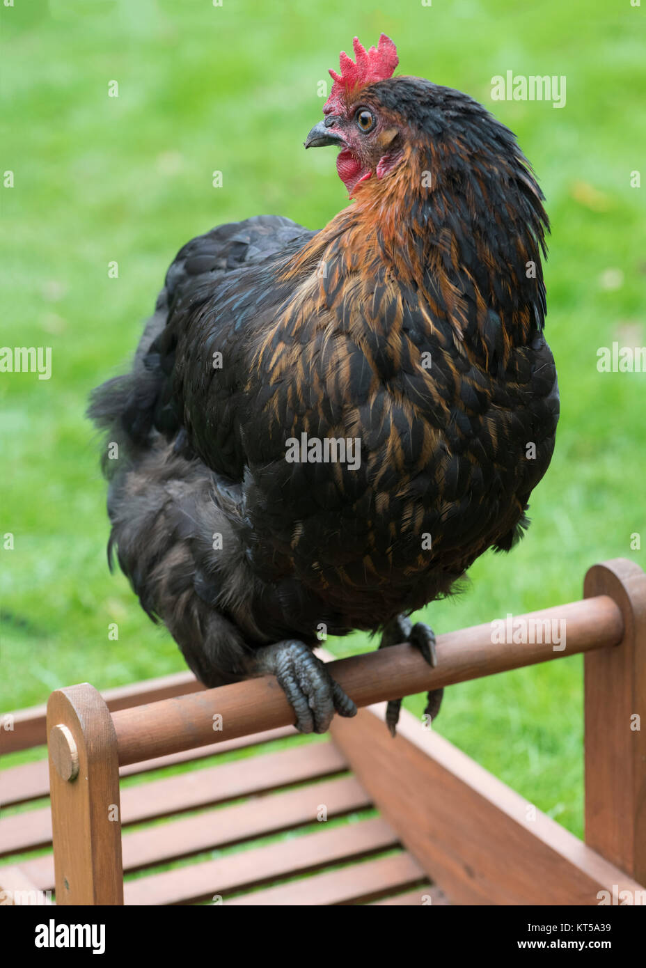 De poulet fermier heureux à assis sur un panier vide à une petite exploitation d'herbe verte à l'arrière-plan pour l'Incrustation de texte Banque D'Images