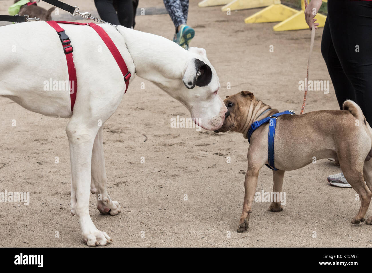 Dane dog sniffing Grear petit chien Banque D'Images