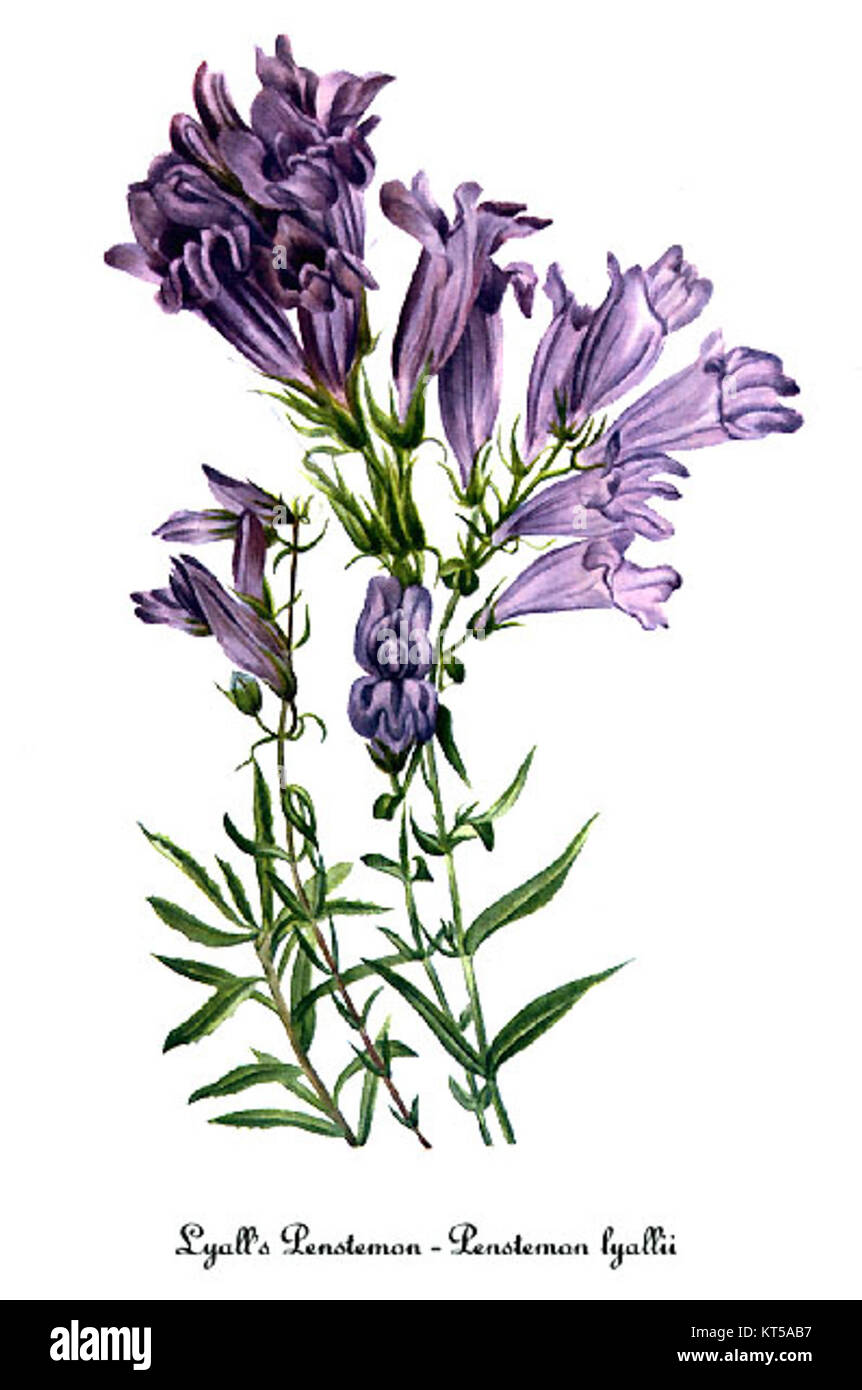 Illustration botanique de Penstemon lyallii, créée par Mary Vaux Walcott, représentant les caractéristiques distinctives et la beauté naturelle de la fleur. Banque D'Images