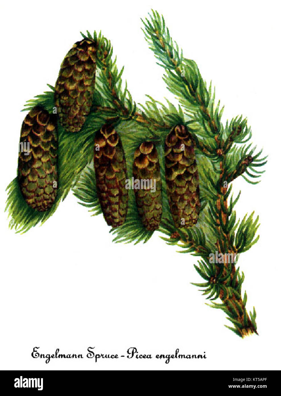 Picea engelmannii, également connu sous le nom d'épinette d'Engelmann, est représenté dans une œuvre de Mary Vaux Walcott. Cette espèce d'épinette est originaire d'Amérique du Nord et se trouve souvent dans les régions montagneuses, appréciée pour son bois et son rôle écologique dans les écosystèmes forestiers. Banque D'Images