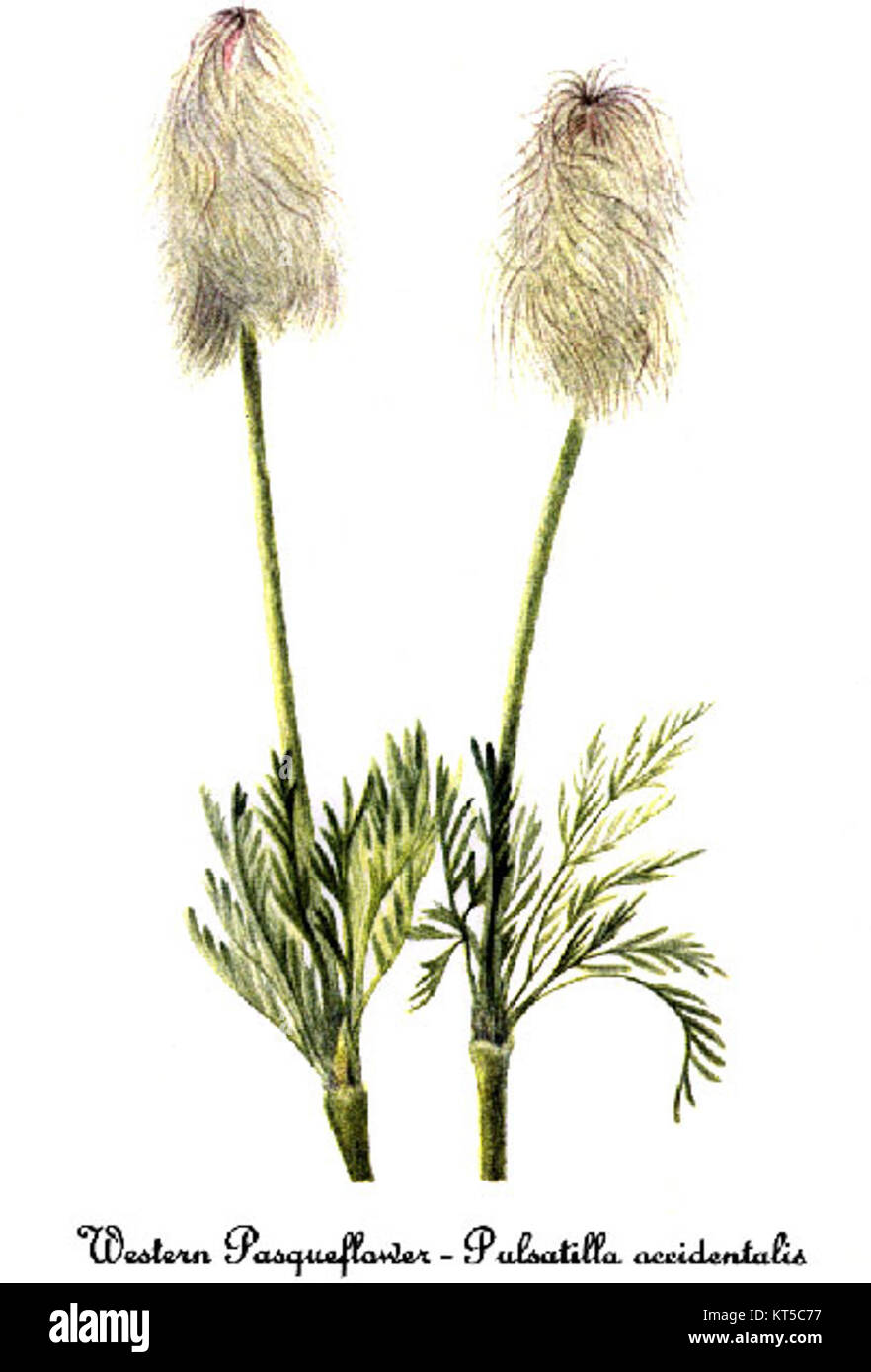 'Anemone occidentalis-4' est une illustration botanique de Mary Vaux Walcott. Il représente l'anémone de l'Ouest, une plante indigène d'Amérique du Nord connue pour ses pétales délicats et son aspect vibrant. Banque D'Images