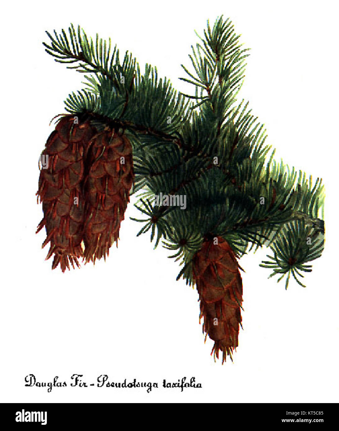 'Pseudotsuga menziesii', ou Douglas Fir, a été capturé dans cette illustration par Mary Vaux Walcott, une artiste botanique renommée. Le rendu détaillé de Walcott met en valeur les caractéristiques de la plante et son importance dans la flore nord-américaine. Banque D'Images 'Pseudotsuga menziesii', ou Douglas Fir, a été capturé dans cette illustration par Mary Vaux Walcott, une artiste botanique renommée. Le rendu détaillé de Walcott met en valeur les caractéristiques de la plante et son importance dans la flore nord-américaine. Banque D'Images