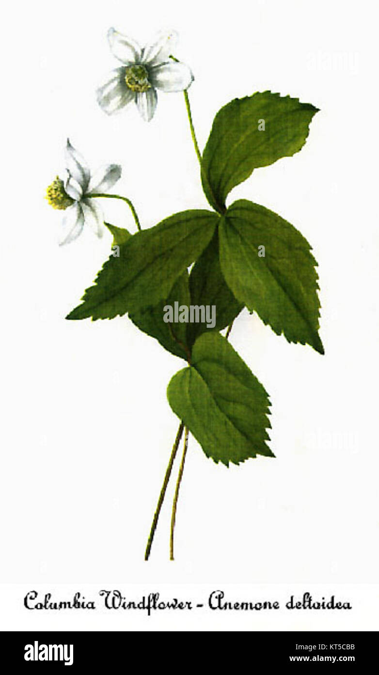 Anemone deltoidea est une espèce végétale représentée dans une illustration de Mary Vaux Walcott. La plante, connue pour sa forme et son aspect distinctifs, fait partie de la famille des buttercup. Banque D'Images