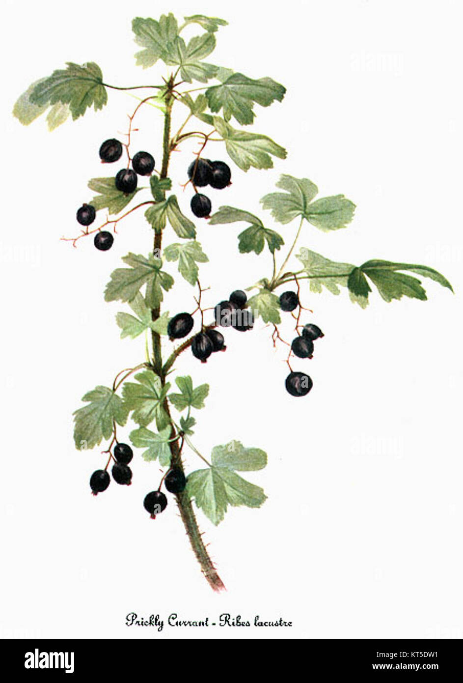 'Ribes lacustre' est une illustration de Mary Vaux Walcott, représentant l'arbuste de cassis originaire d'Amérique du Nord. L'œuvre met en valeur les caractéristiques botaniques de la plante, contribuant à la vaste collection d'illustrations de plantes américaines de Walcott. Banque D'Images