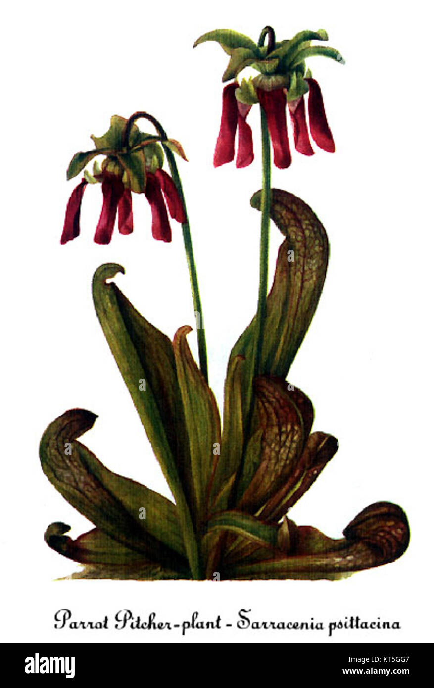 Sarracenia psittacina, également connu sous le nom de plante de pichet perroquet, est représenté sur cette illustration par Mary Vaux Walcott. La plante, originaire du sud-est des États-Unis, est connue pour ses feuilles uniques en forme de pichet et ses habitudes alimentaires carnivores, ce qui en fait un sujet notable dans les études botaniques. Banque D'Images