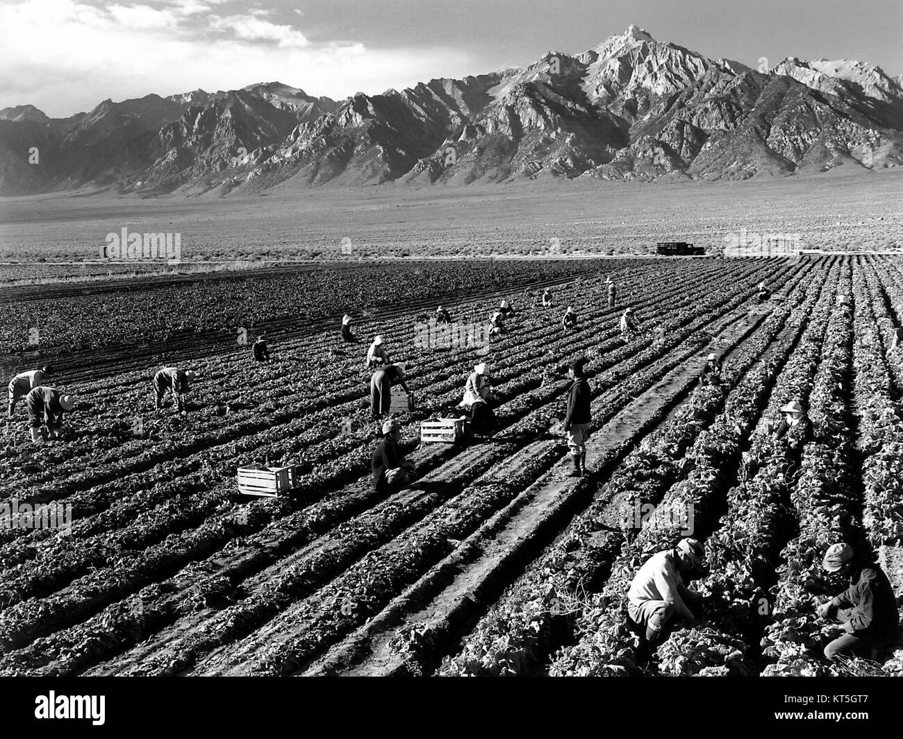 La photographie d'Ansel Adams capture des ouvriers agricoles au travail avec le mont Williamson en arrière-plan, mettant en valeur le paysage et le rôle de la main-d'œuvre dans le milieu agricole. L'image reflète le style photographique noir et blanc emblématique d'Adams. Banque D'Images
