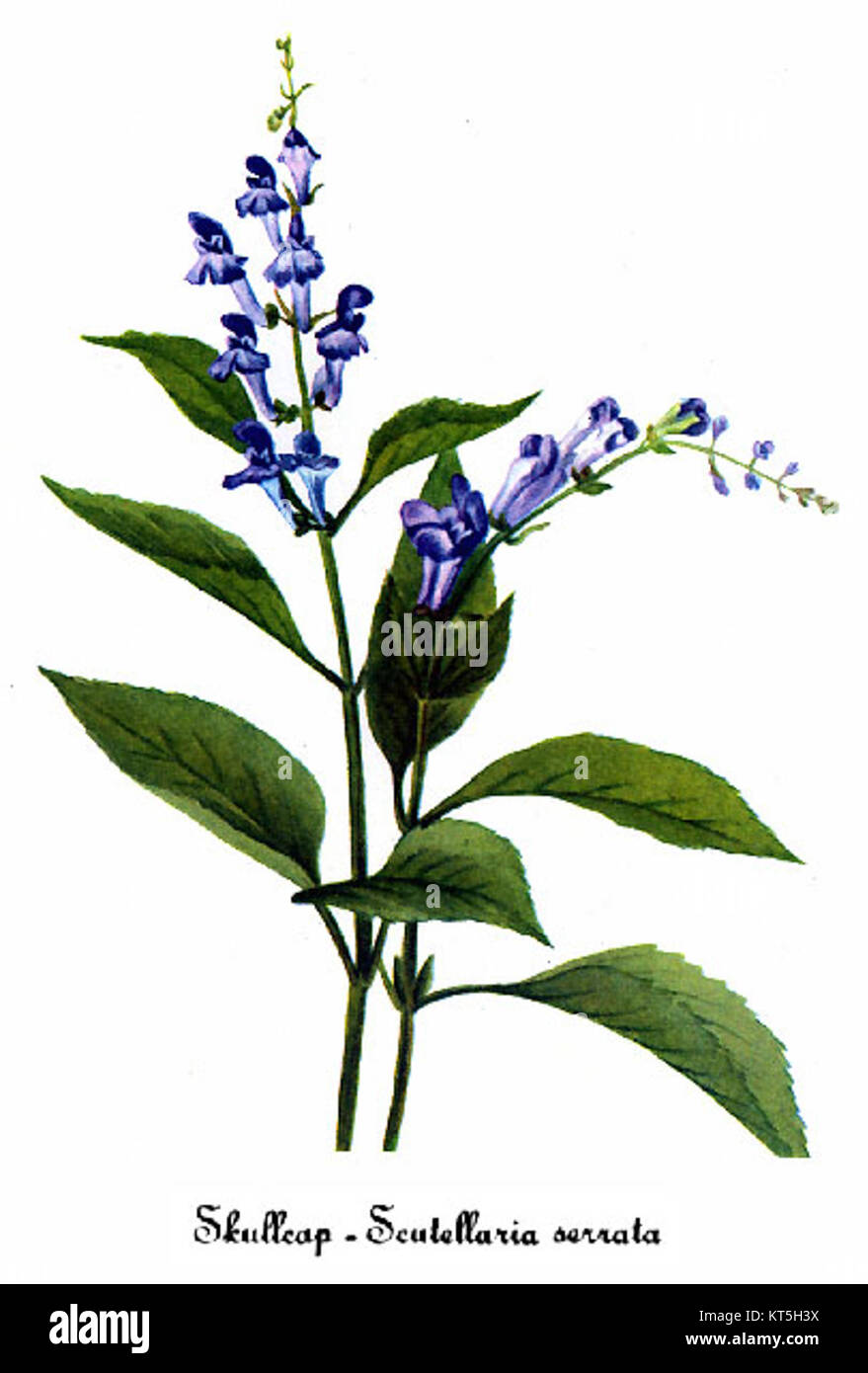 'Scutellaria serrata' est une illustration botanique de Mary Vaux Walcott, représentant les espèces rares de plantes connues pour ses feuilles et ses fleurs distinctes. L'illustration met en valeur le souci du détail de Walcott et ses contributions à Botanical pleines Banque D'Images