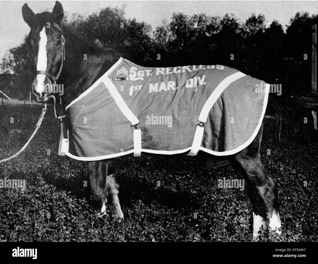 Le sergent Reckless était un cheval de la guerre de Corée qui servait d'animal de meute et transportait des fournitures. Connue pour sa bravoure et son dévouement, elle a reçu le Purple Heart et de nombreux autres honneurs pour son service pendant la guerre. Banque D'Images Le sergent Reckless était un cheval de la guerre de Corée qui servait d'animal de meute et transportait des fournitures. Connue pour sa bravoure et son dévouement, elle a reçu le Purple Heart et de nombreux autres honneurs pour son service pendant la guerre. Banque D'Images