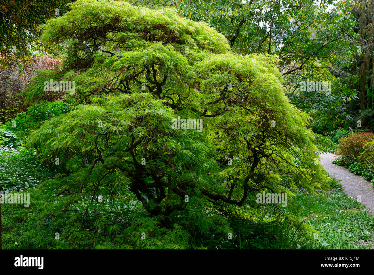 Acer acers,japonais,Jardins de Mount Usher,Wicklow,William Robinson,Robinsonian,jardin,printemps,Ireland,jardins floraux RM Banque D'Images