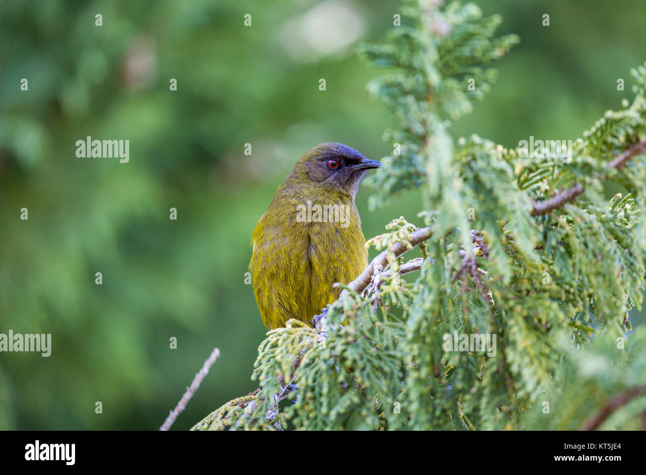 Nouvelle-zélande populaires dans la nature des oiseaux de la forêt. Banque D'Images