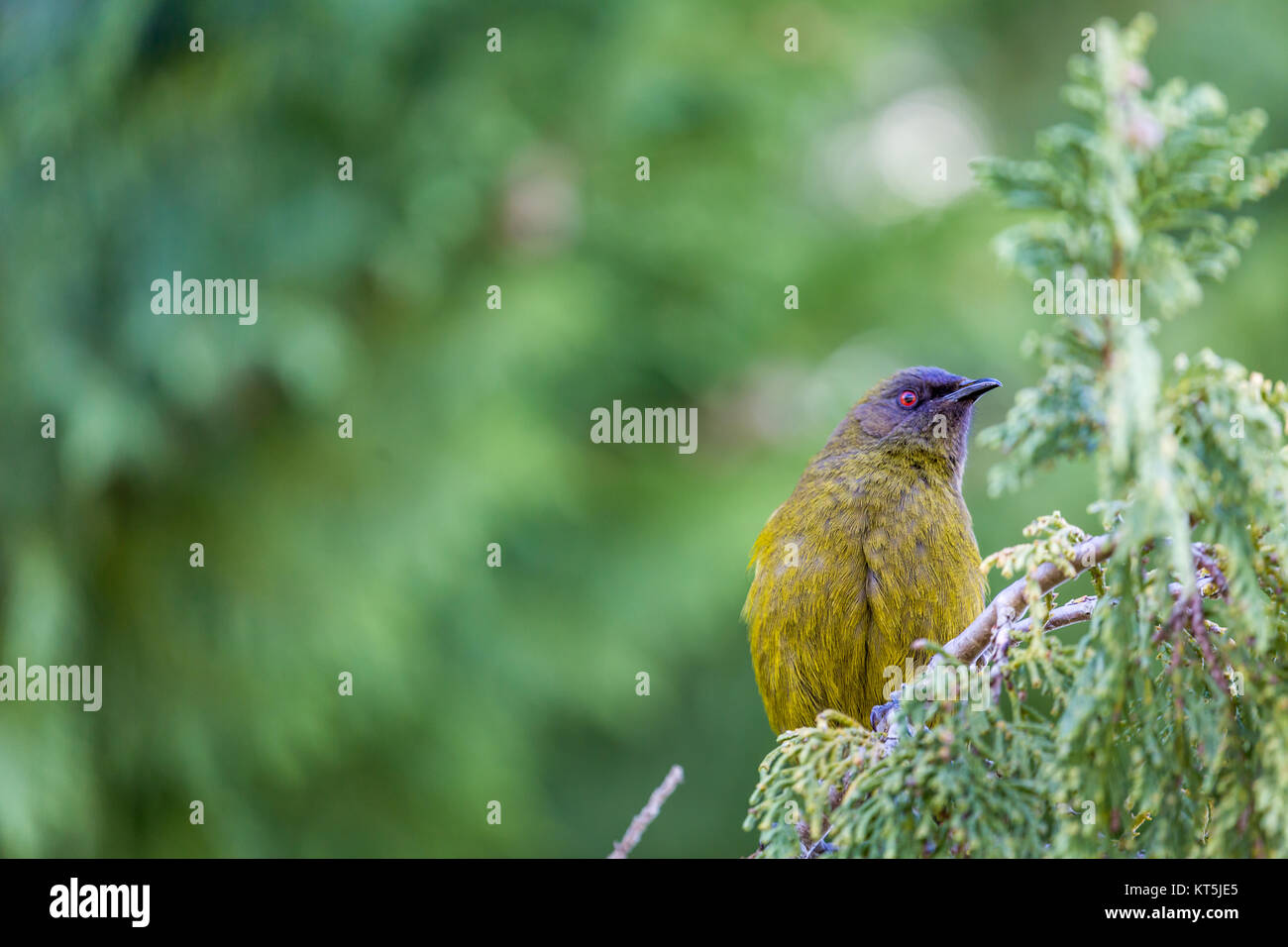 Nouvelle-zélande populaires dans la nature des oiseaux de la forêt. Banque D'Images