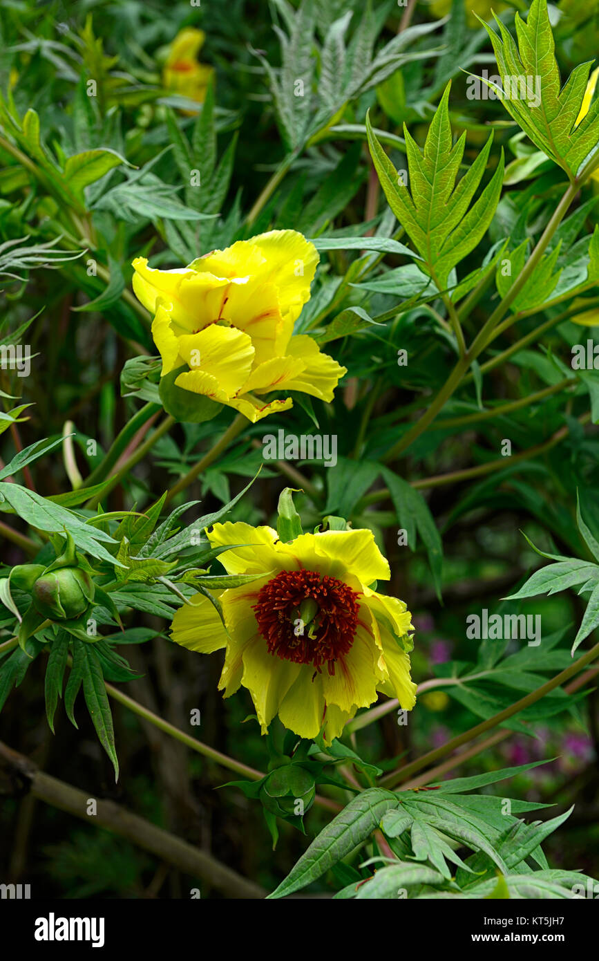 Paeonia suffruticosa pivoine arbustive,Jaune,Jardins de Mount Usher,Wicklow,William Robinson,Robinsonian,jardin,printemps,Ireland,jardins floraux RM Banque D'Images