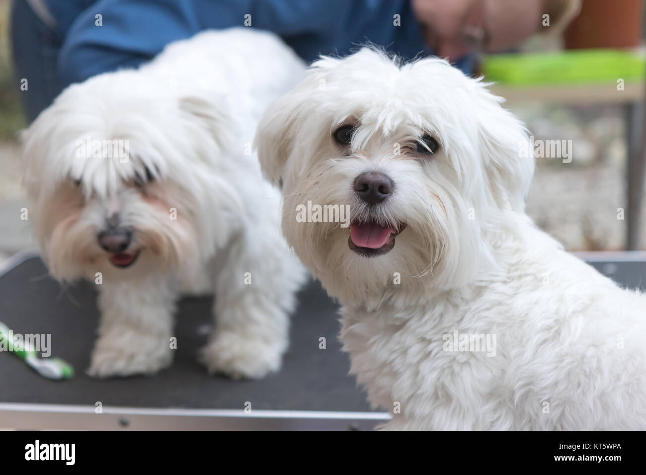La paire de chiens blancs est debout sur la table de toilettage Banque D'Images