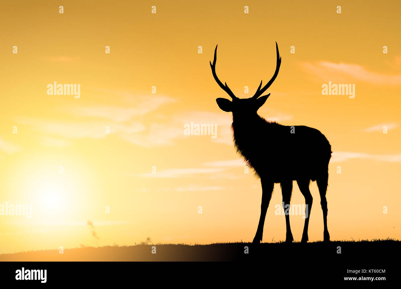 Deer Buck debout sur highland sous le coucher du soleil Banque D'Images