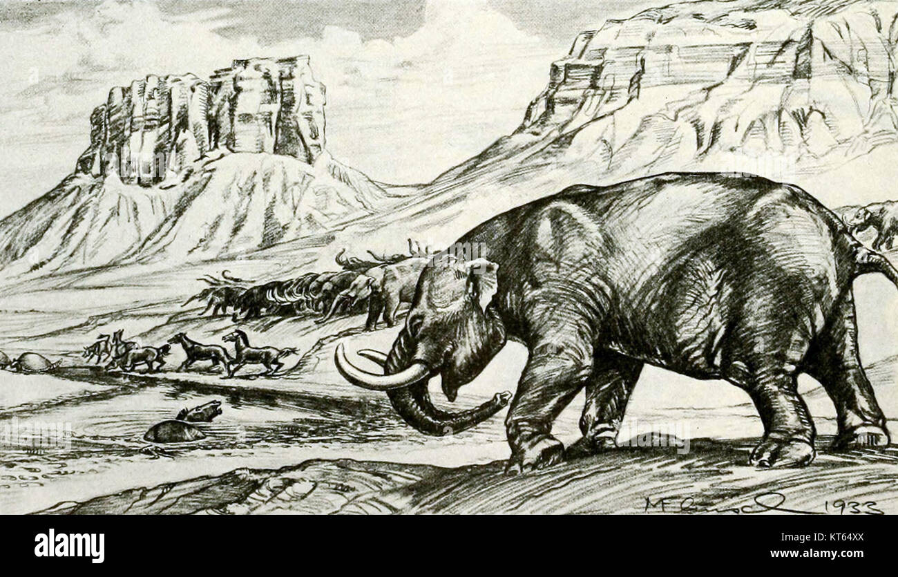 Le Stegomastodon est un genre disparu de mammifères préhistoriques qui vivait pendant le Pléistocène. Il est connu pour sa grande taille et son tronc, apparentés aux éléphants et aux mastodontes modernes. Banque D'Images