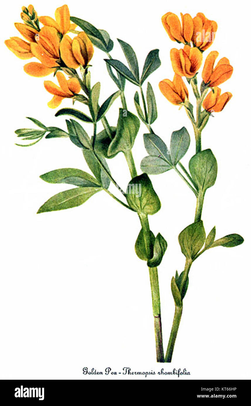 Thermopsis rhombifolia, illustré par Mary Vaux Walcott, est une espèce de plante vivace originaire d'Amérique du Nord. Connu pour ses fleurs jaunes distinctives, il est couramment trouvé dans la nature et est admiré pour sa valeur ornementale et son importance écologique dans ses habitats indigènes. Banque D'Images