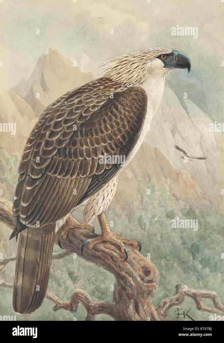 'The Monkey-eat Eagle' de John Gerrard Keulemans est une illustration aquarelle de l'aigle philippin, un puissant oiseau de proie connu pour sa grande taille et ses impressionnantes capacités de chasse. Cette espèce est gravement menacée. Banque D'Images