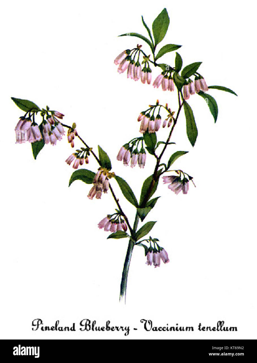 Cette illustration botanique de Mary Vaux Walcott représente *Vaccinium tenellum*, une espèce de bleuet, mettant en valeur ses caractéristiques distinctes dans une représentation détaillée et précise. Banque D'Images
