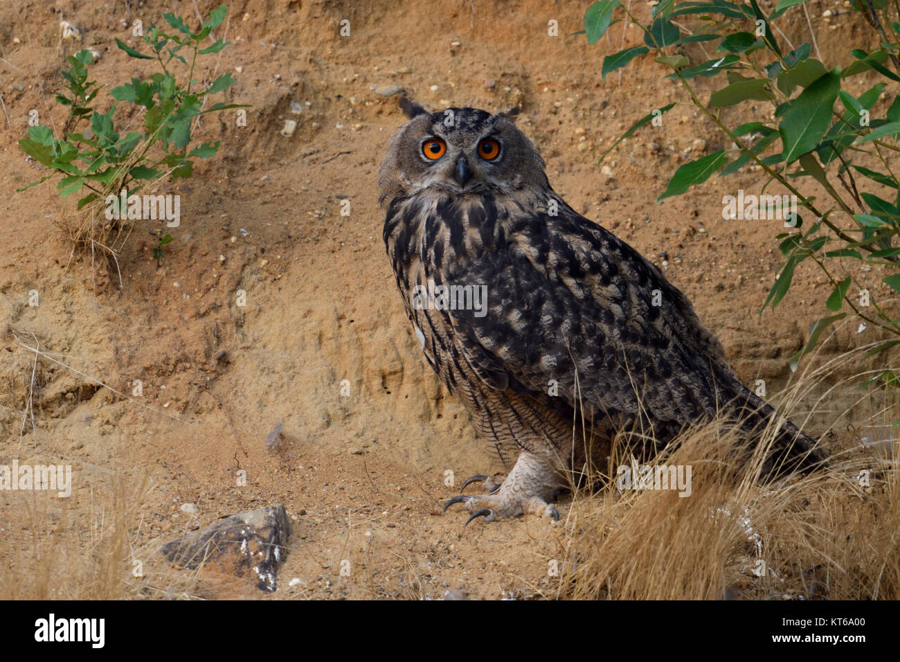 Eagle Owl Bubo bubo ( ), assis, se reposant sous un buisson dans la pente d'une carrière de sable, regarde attentivement vers le photographe, de la faune, de l'Europe. Banque D'Images