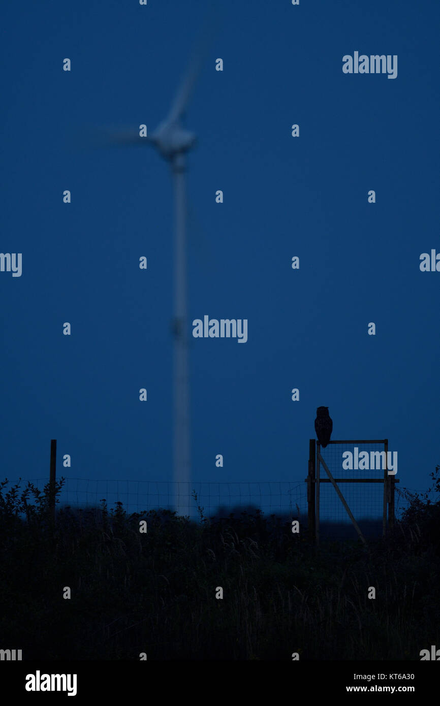 Grand Duc ( Bubo bubo ) la nuit, perché sur un fencepost, silhouetté contre le ciel, en face de la turbine éolienne, l'énergie renouvelable, l'Europe. Banque D'Images