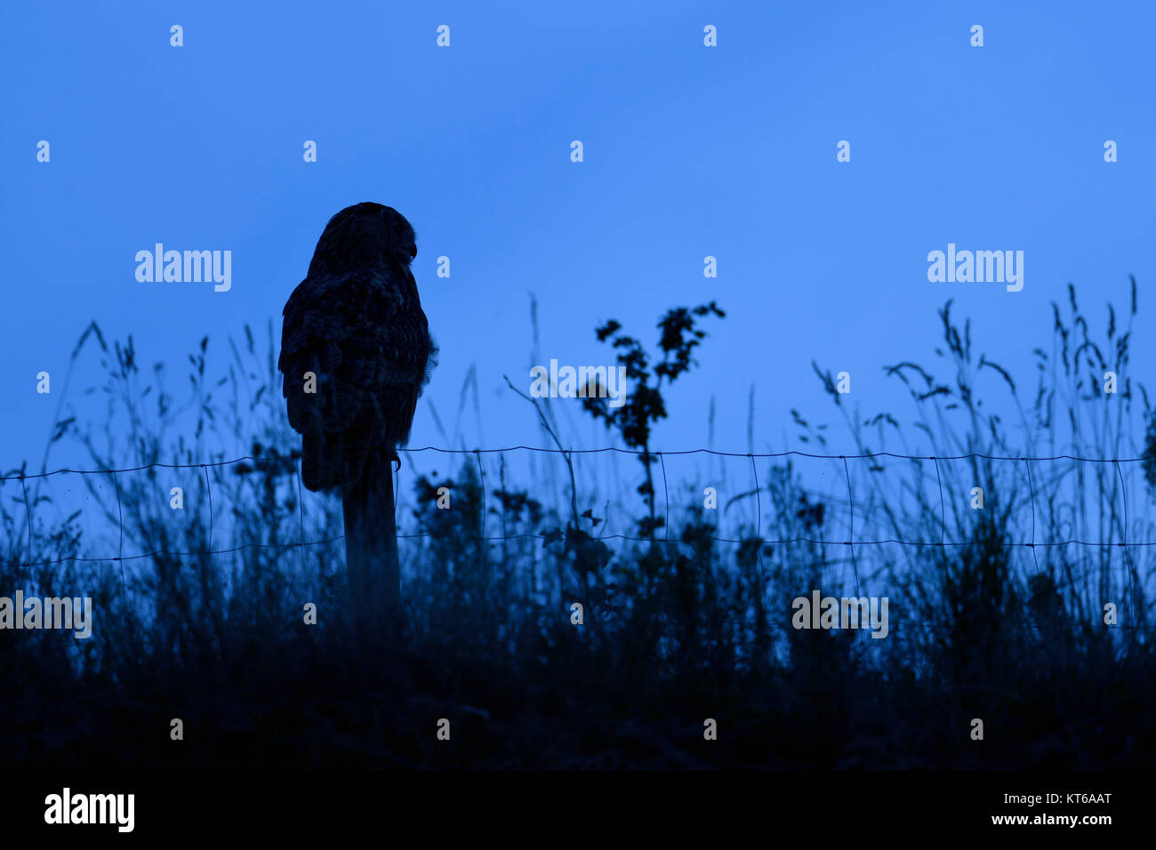 Grand / Owl Bubo bubo Europaeischer Uhu ( ) la nuit, perché sur un fencepost, silhouetté contre le ciel bleu foncé, de la chasse, de la faune, de l'Europe. Banque D'Images