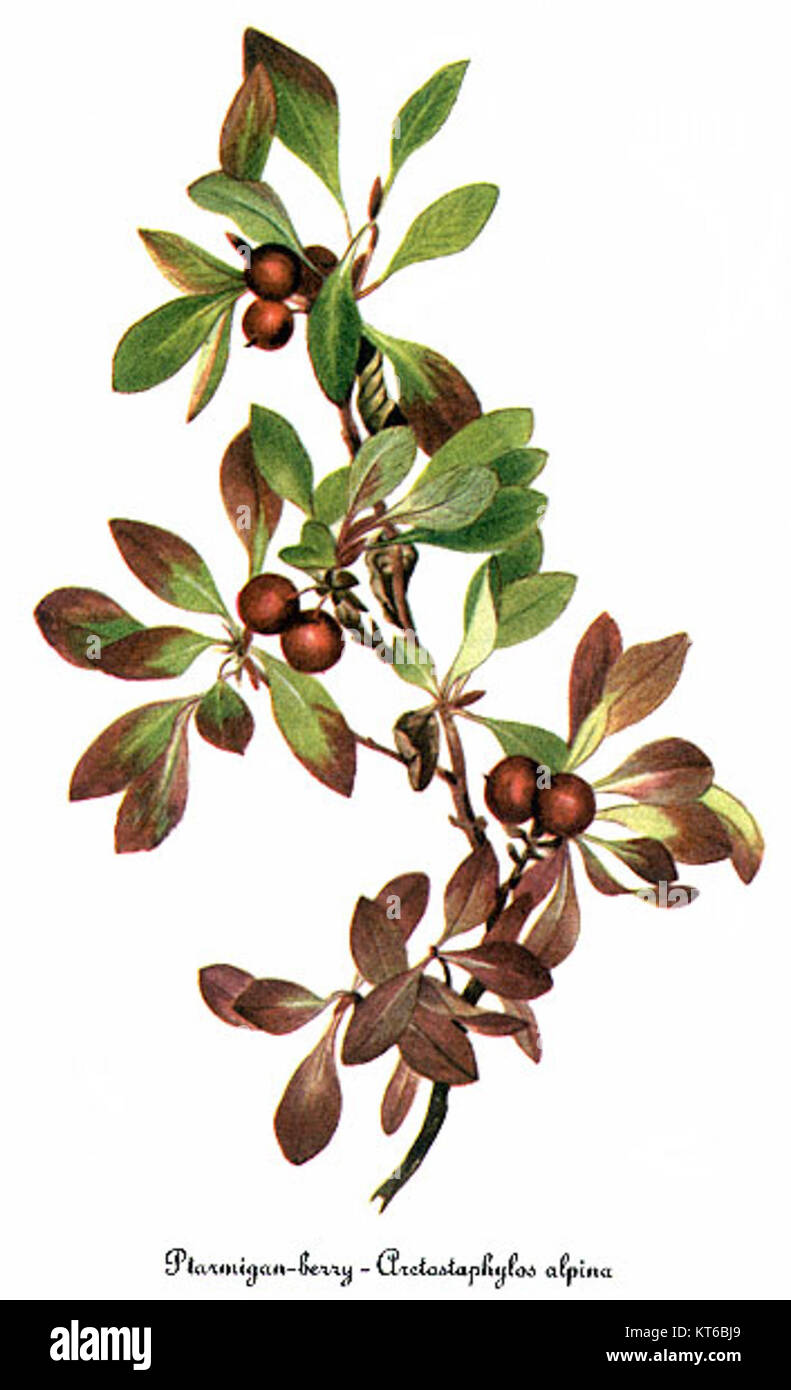 Arctostaphylos alpina, illustré par Mary Vaux Walcott, est une espèce de plante trouvée en Amérique du Nord, remarquable pour ses caractéristiques botaniques et sa représentation détaillée dans l'œuvre de Walcott. Banque D'Images