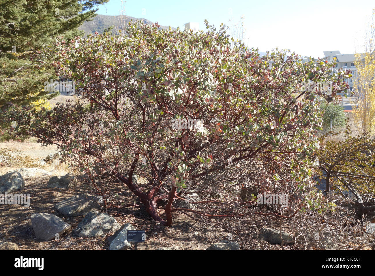 L'Arctostaphylos obispoensis - pin penché Arboretum - DSC05643 Banque D'Images