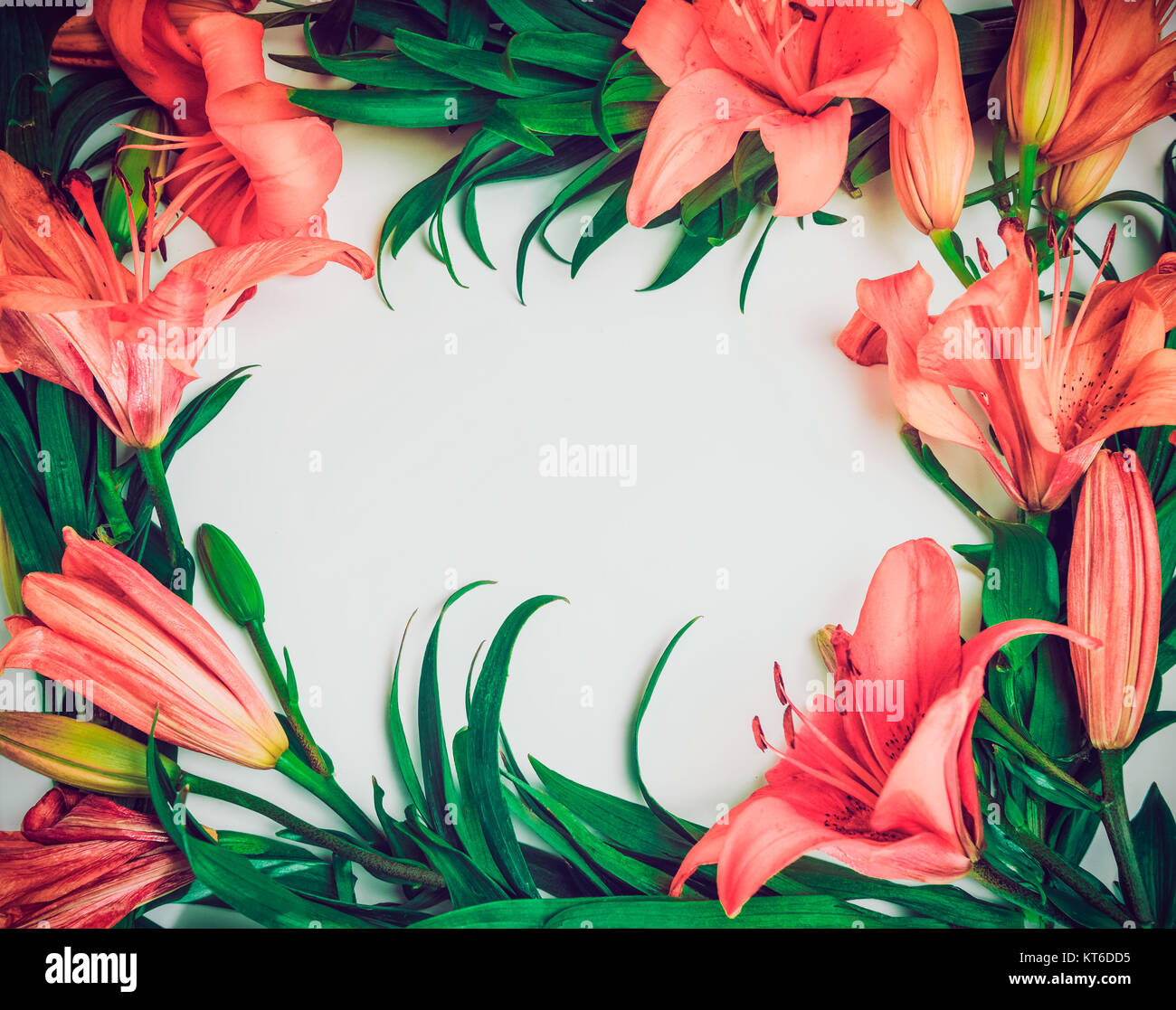 Composition fleurs exotiques. Floral frame fait de Lily rose des fleurs sur le fond blanc. L'Art, exotisme, concept d'été. Vintage effet de filtre. Haut de page vi Banque D'Images