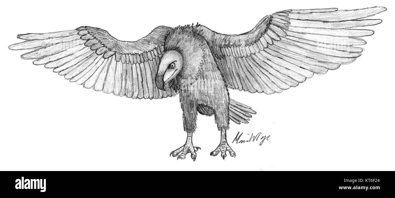Argentavis, une espèce d'oiseaux préhistorique, connue pour sa grande taille et ses capacités de vol, était l'un des plus grands oiseaux volants jamais existés. Banque D'Images Argentavis, une espèce d'oiseaux préhistorique, connue pour sa grande taille et ses capacités de vol, était l'un des plus grands oiseaux volants jamais existés. Banque D'Images