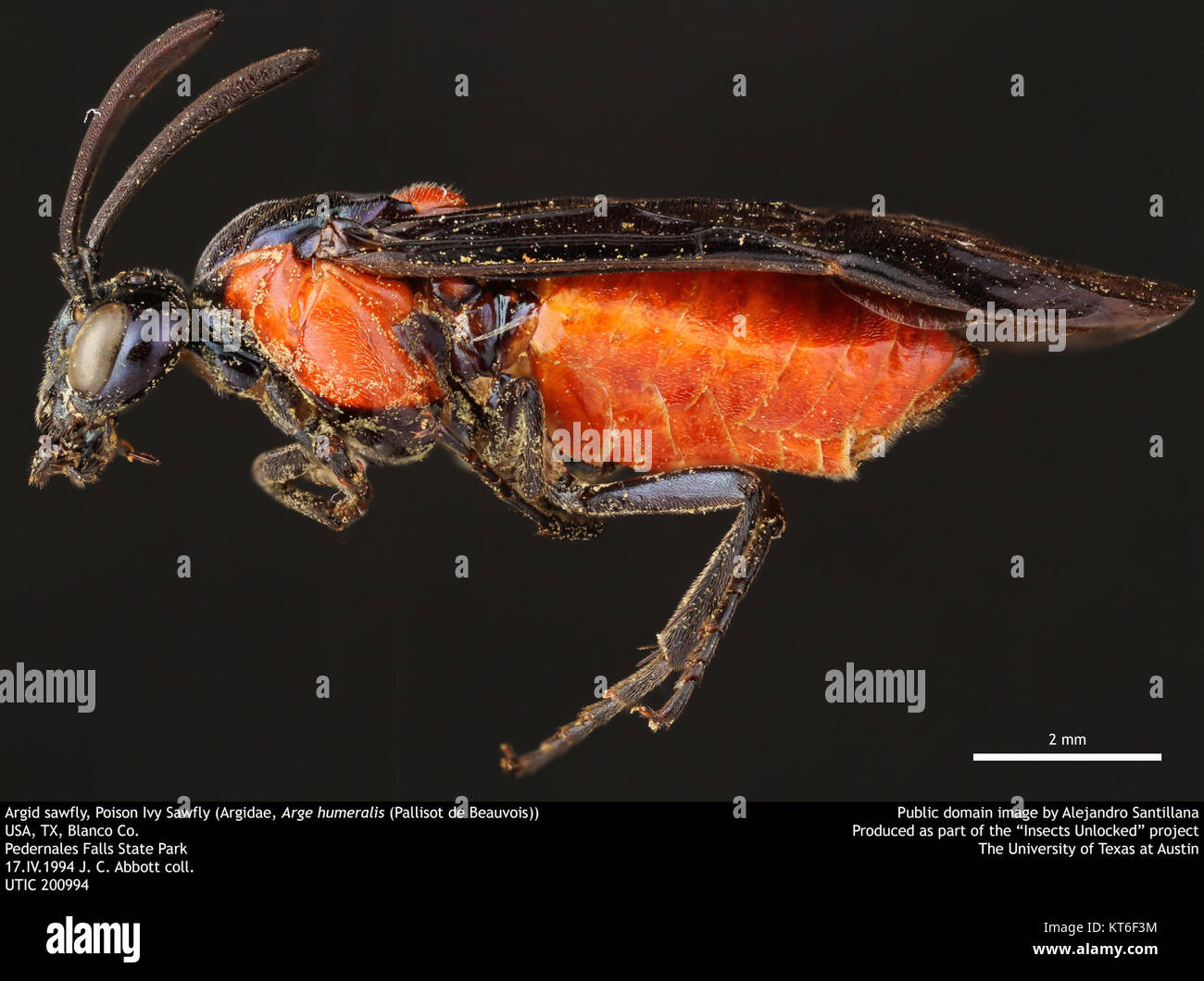 Arge humeralis, un insecte de la famille des Argidae, est un insecte poison Ivy Sawfly. Il est connu pour se nourrir de lierre empoisonné, impactant la santé des plantes et les écosystèmes. Banque D'Images