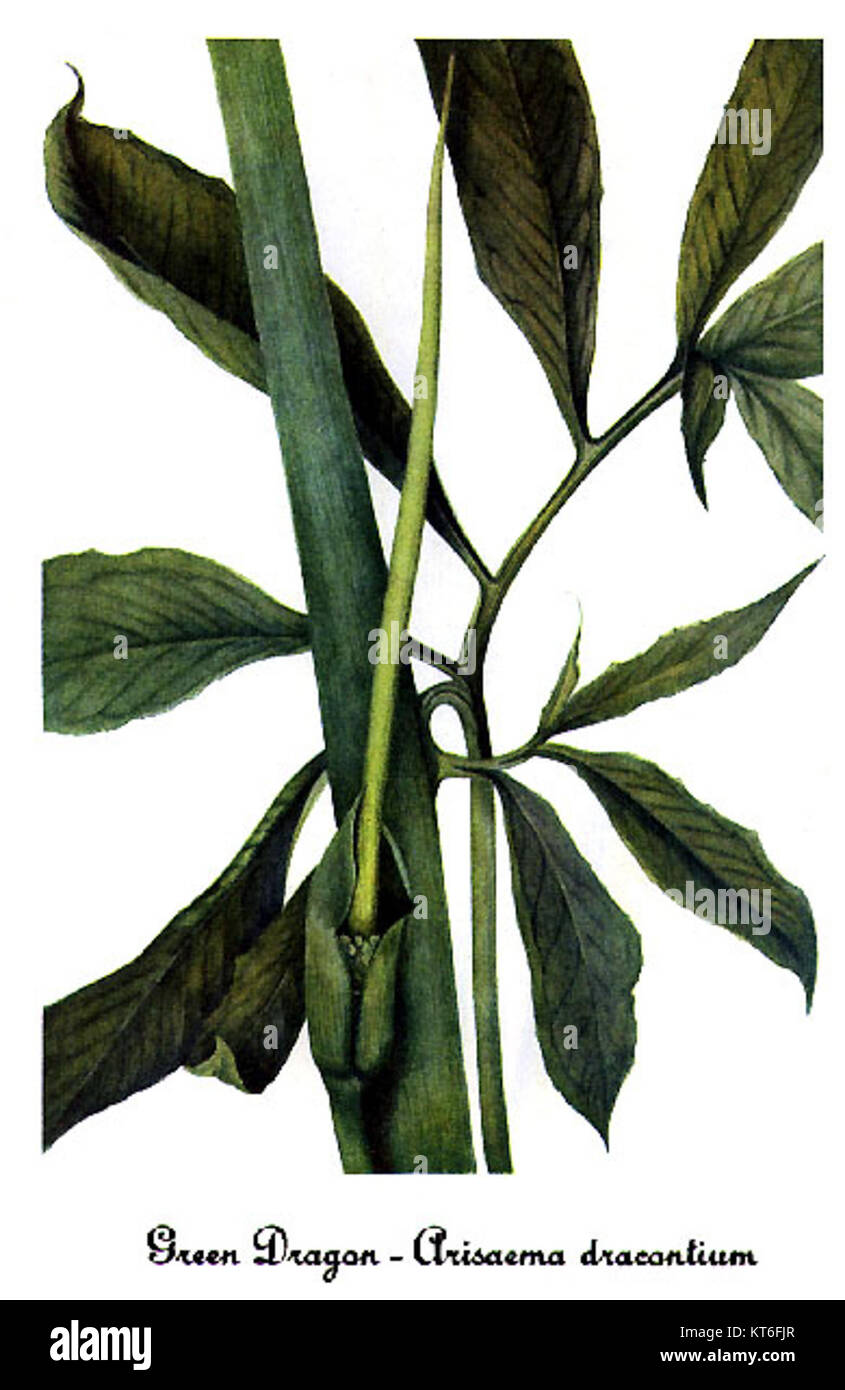 Arisaema dracontium, également connu sous le nom de dragonroot, est une plante originaire d'Amérique du Nord. Cette illustration botanique de Mary Vaux Walcott met en valeur les traits distinctifs de la plante, souvent présents dans les zones boisées ombragées. Banque D'Images